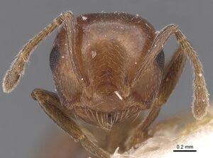 Crematogaster coelestis casent0912663 h 1 high.jpg