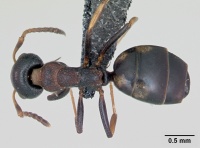 Dolichoderus quadripunctatus casent0173127 dorsal 1.jpg