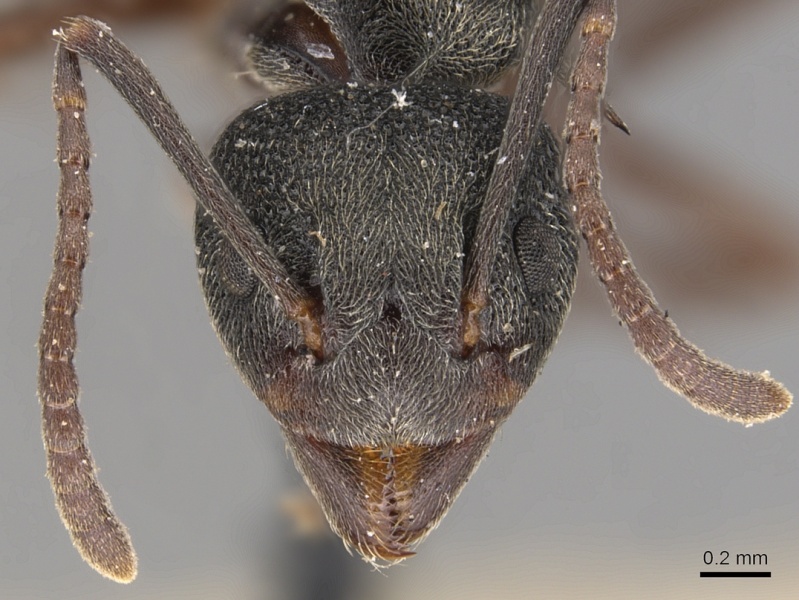 File:Dolichoderus septemspinosus casent0905033 h 1 high.jpg