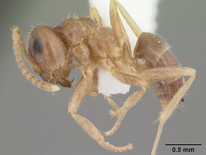 Lasius neoniger casent0103980 profile 1.jpg