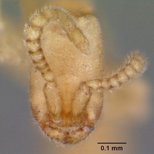 File:Leptanilloides sculpturata casent0104670 head 1.jpg