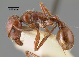 MCZ-ENT00020581 Pogonomyrmex sanctihyacinthi hal.jpg