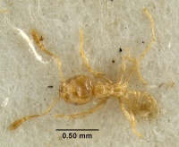 MCZ-ENT00028187 Pheidole tenuiclavata had.jpg