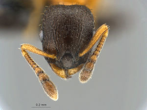 MCZ-ENT 001 Leptothorax muscorum hef.jpg