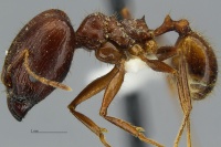 MCZ Pheidole astur hal2.jpg