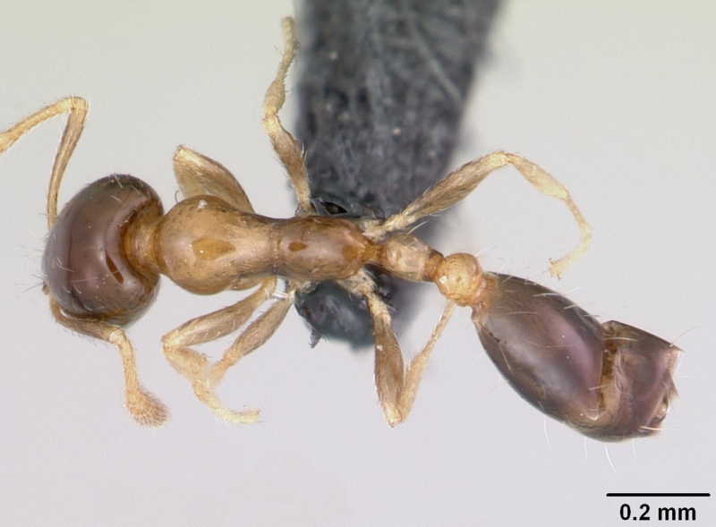 File:Monomorium floricola casent0064821 dorsal 1.jpg