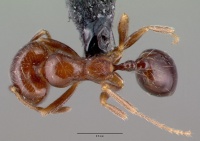 Monomorium robustior casent0008626 dorsal 1.jpg