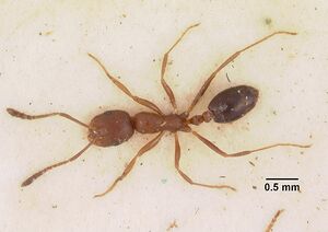 Monomorium subopacum casent0010949 dorsal 1.jpg