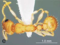 Nesomyrmex koebergensis D.jpg