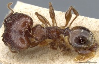 Pheidole hetschkoi casent0904372 d 1 high.jpg