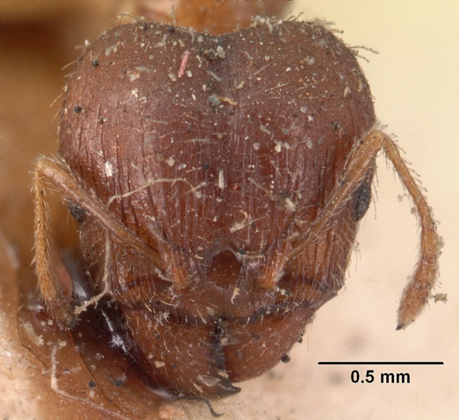 File:Pheidole megacephala casent0101411 head 1.jpg