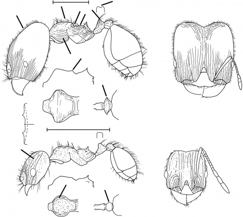 Pheidole senex Wilson 2003.jpg