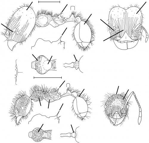 Pheidole terribilis Wilson 2003.jpg