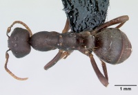 Polyergus nigerrimus casent0173327 dorsal 1.jpg