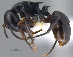 Polyrhachis-hashimotoi-lateral-am-lg n 1.jpg