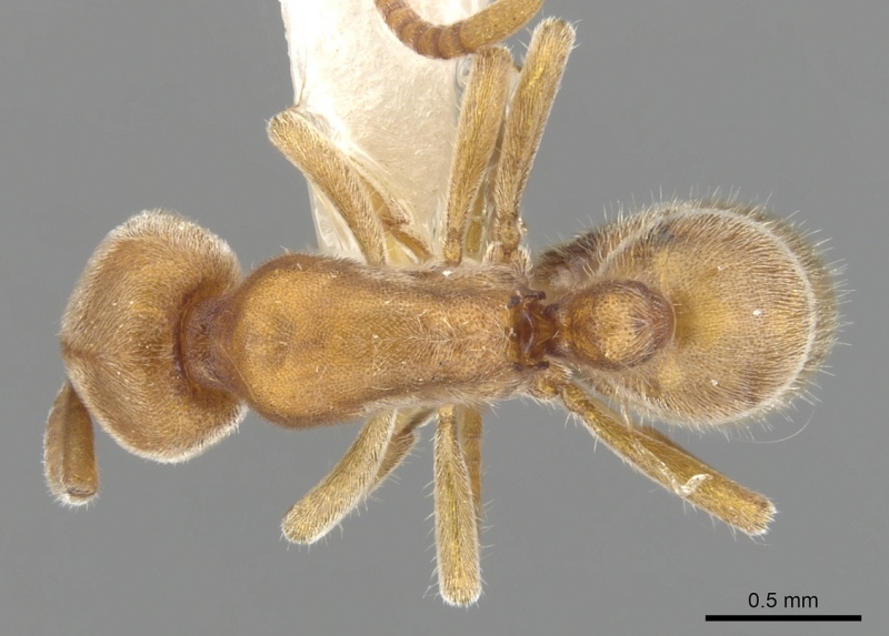 File:Proceratium morisitai D casent0902412.jpg