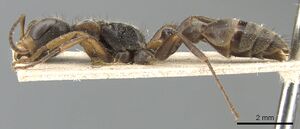 Pseudomyrmex squamifer casent0904045 p 1 high.jpg