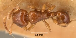 Tetramorium sikorae casent0101141 dorsal 1.jpg