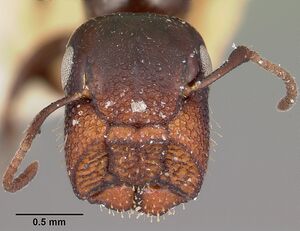 Camponotus papago casent0104680 head 1.jpg