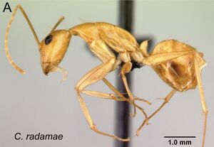 Camponotus radamae 70a.jpg