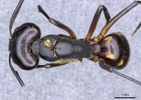 Camponotus sexpunctatus casent0905797 d 1 high.jpg