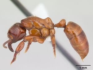 Centromyrmex decessor casent0178745 profile 1.jpg