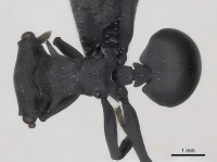 Cephalotes placidus D casent0217842.jpg