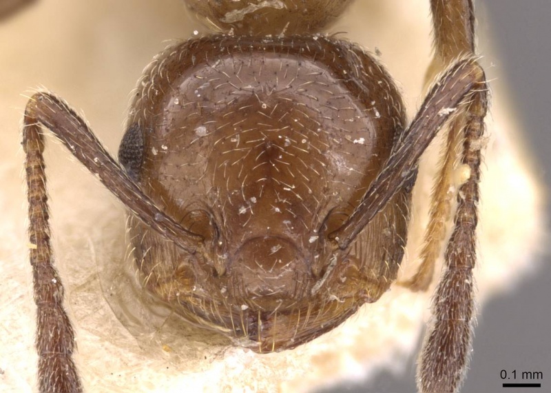 File:Crematogaster nawai casent0908485 h 1 high.jpg