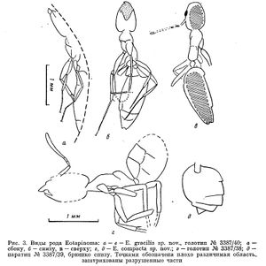 Dlussky-1988aSakhalin-amber-7.jpgEotapinoma-gracilis.jpg