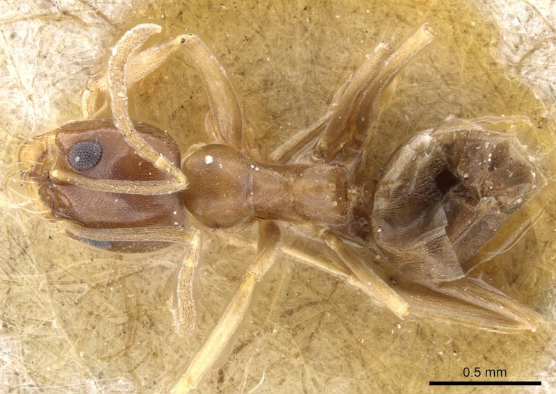 File:Dorymyrmex minutus casent0905112 d 1 high.jpg