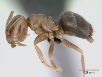 Lasius brunneus casent0172717 profile 1.jpg