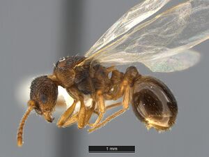 Myrmica-quebecensis-MCZ001L.jpg