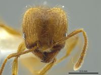 Pheidole citrina - AntWiki