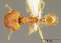 Pheidole epiphyta casent0608898 d 1 high.jpg