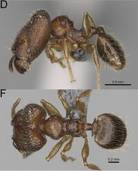 Pheidole marieannae F42df.jpg