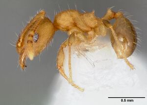 Pheidole moerens casent0005743 profile 1.jpg