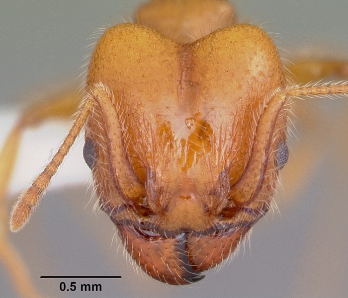 File:Pheidole porcula casent0104784 head 1.jpg