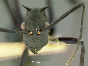 Polyrhachis-tubifexH2.5x.jpg