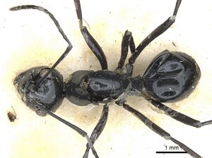 Polyrhachis euryala casent0903413 d 1 high.jpg