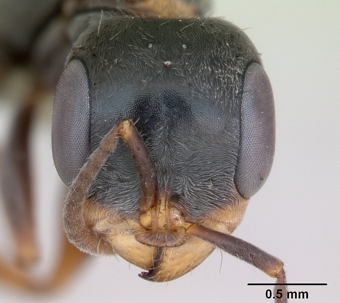 File:Pseudomyrmex gracilis casent0173760 head 1.jpg