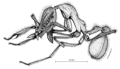 Apterostigma eowilsoni - AntWiki