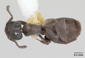 Tapinoma schultzei casent0178244 dorsal 1.jpg