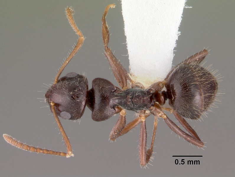 File:Teratomyrmex greavesi casent0102382 dorsal 1.jpg