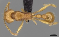 Tetramorium elf casent0045788 d 1 high.jpg