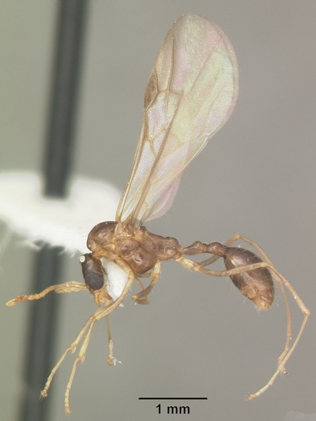 File:Aphaenogaster carolinensis casent0103573 profile 2.jpg