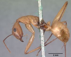 Camponotus cervicalis casent0101551 profile 1.jpg