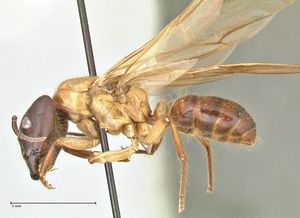 Camponotus dracocephalus focol2399 p 1 high.jpg