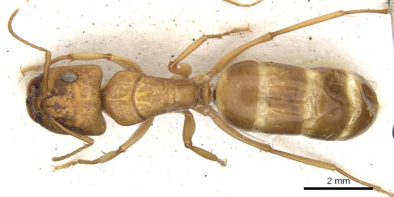 File:Camponotus nasutus subnasutus casent0903499 d 1 high.jpg