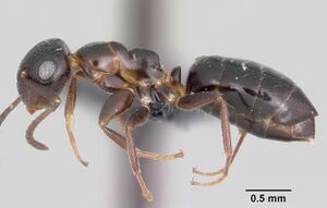 Camponotus papago casent0104912 profile 1.jpg