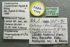 Cladomyrma crypteroniae casent0173918 label 1.jpg